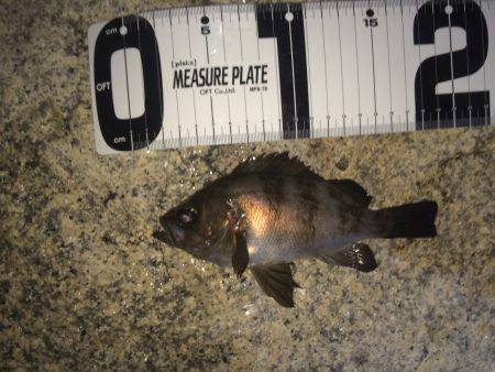 ふらっとメバリング