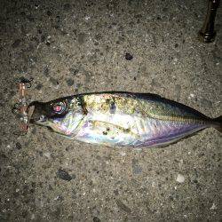 プラッキング アジ