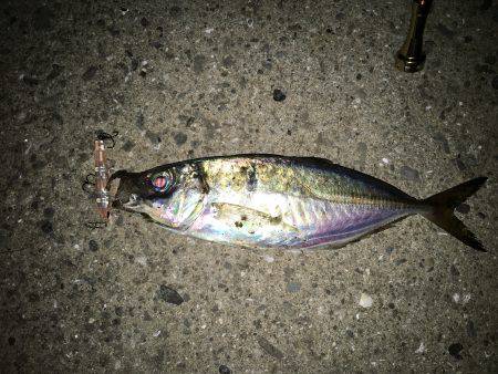 プラッキング アジ