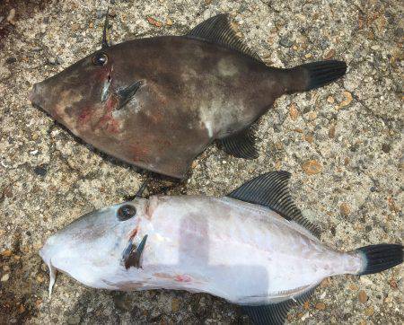 豆アジ、ウマヅラ釣り