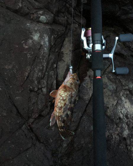 磯場でロックフィッシュ