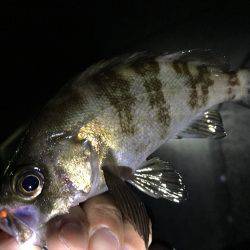 テトラ際はボウズなし！