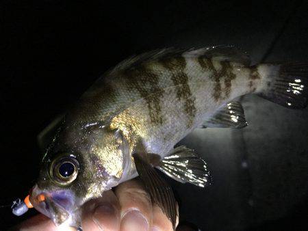 テトラ際はボウズなし！