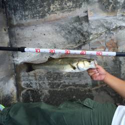 ウキ釣りはボウズ