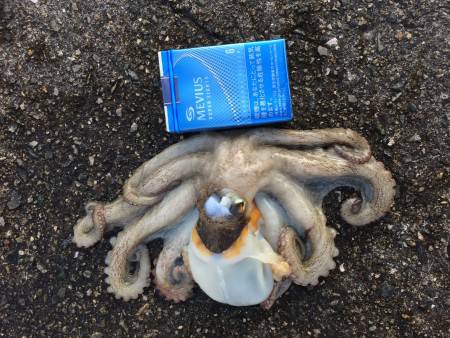 梅雨の晴れ間にタコ