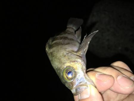 ボウズ逃れのメバル