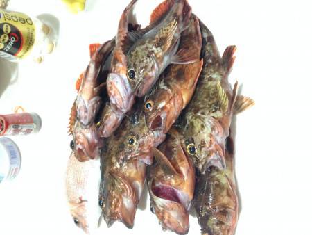 ガッシー釣ったぞー