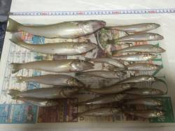 キス釣りに行ってきました。