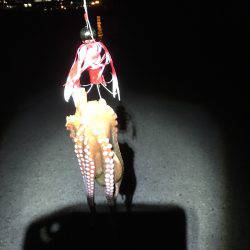 しんこが出てきました