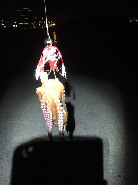 しんこが出てきました