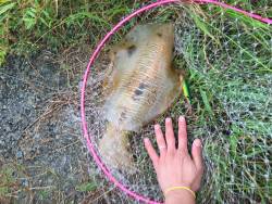 初親アオリイカ