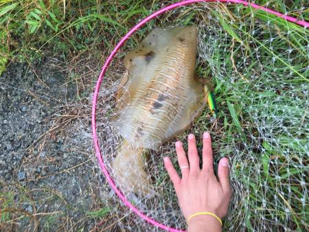 初親アオリイカ