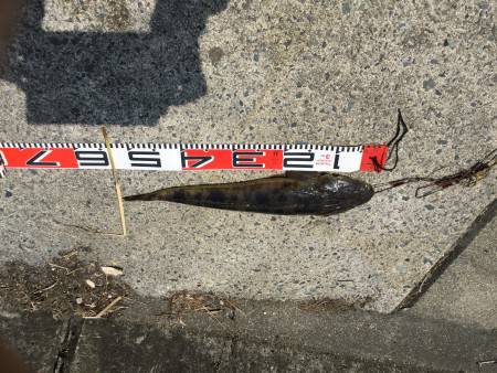 宮津マゴチ情報