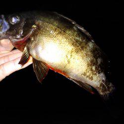 サーフアジング