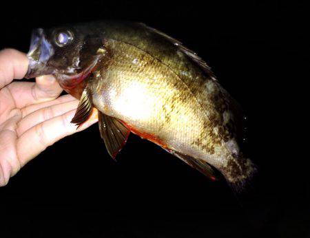 サーフアジング