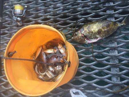 雨の中のとっとパーク釣行