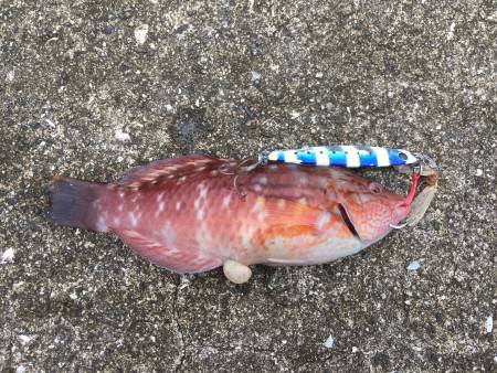 朝マヅメ勝負！