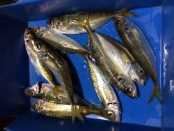 アジ釣り⑬