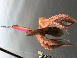 オクトパッシング*\\(^o^)/*