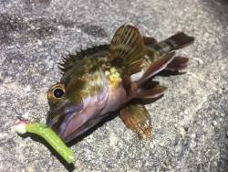 アジングロッドがしなる！