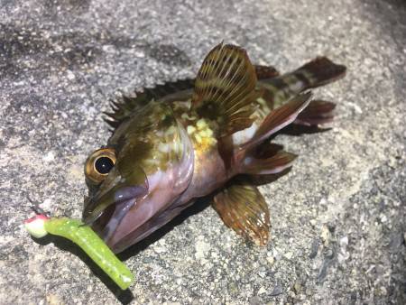 アジングロッドがしなる！