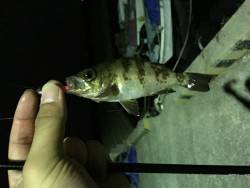 アジングのつもりが