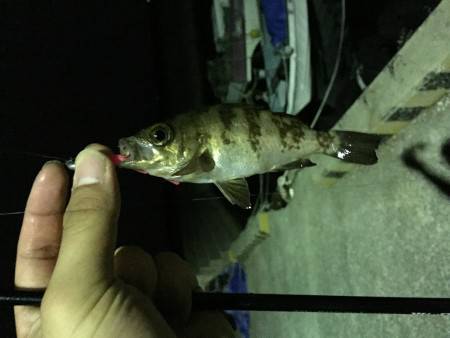 アジングのつもりが