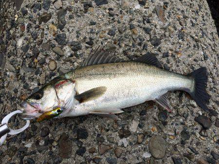 カタクチ回遊中