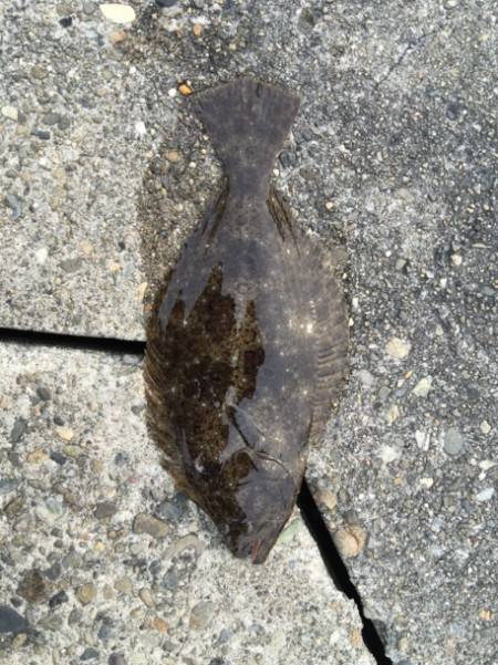 泉南フラットゲーム