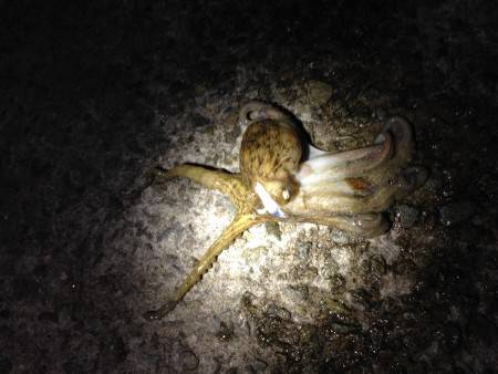 タコ釣り