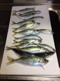 アジ釣り⑭