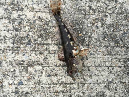 色々なお客様がー