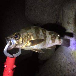 アジン…やっぱりガシリング!