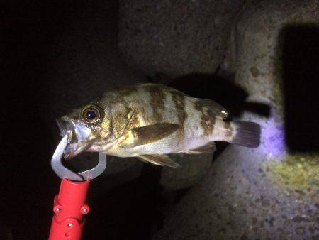 アジン…やっぱりガシリング!