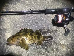 アジングロッドで根魚編。