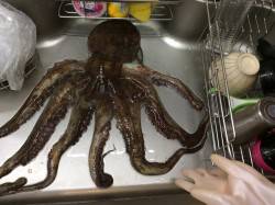 仕事帰りのオクトパ！巨大
