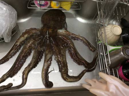 仕事帰りのオクトパ！巨大
