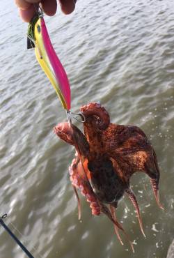 濁り凄かったけどタコ