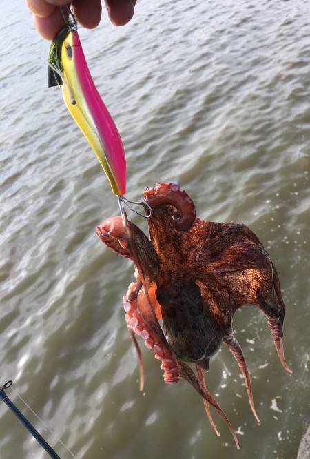 濁り凄かったけどタコ