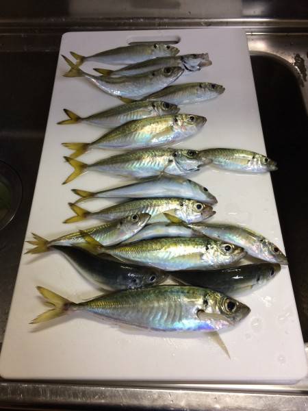 アジ釣り⑮