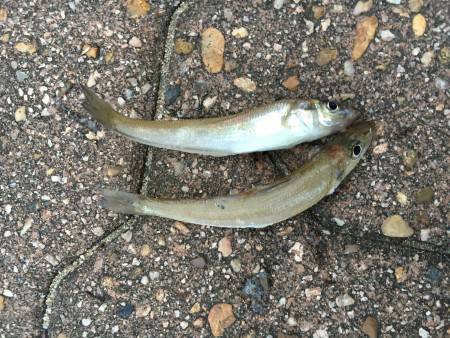 キスを探してます