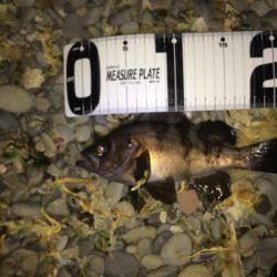 ミッドナイトメバリング