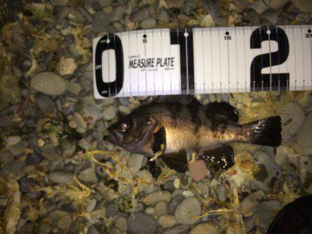 ミッドナイトメバリング