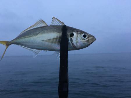 マメ時々中サイズ