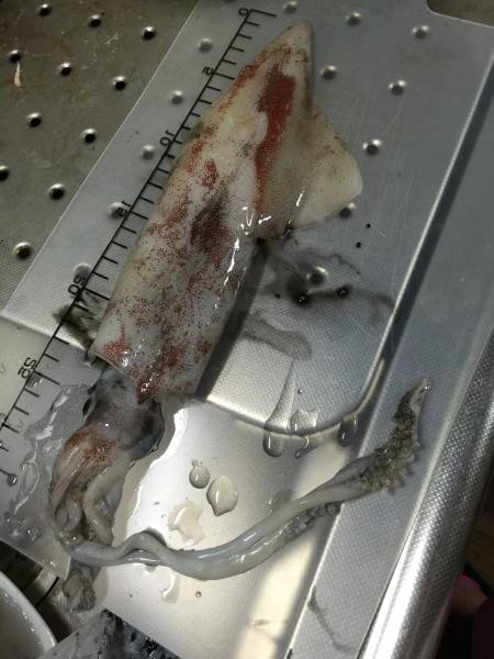 越前漁港での夜釣にて