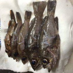 メバリング★エギング