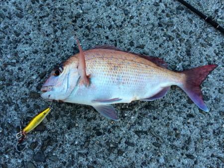 ボウズ逃れのショアマダイ