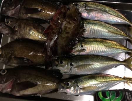 アジングたのしーっ