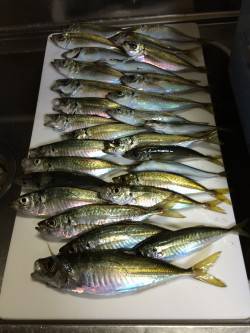 アジ釣り⑯