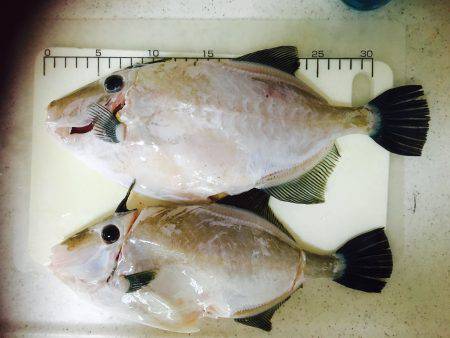 何とか釣れました